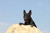 BULL TERRIER 051